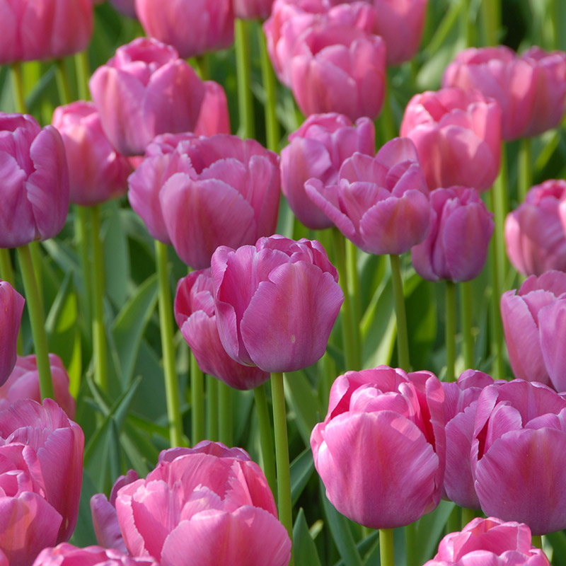 Tulipa Purple Pride® 12/+ , à 50