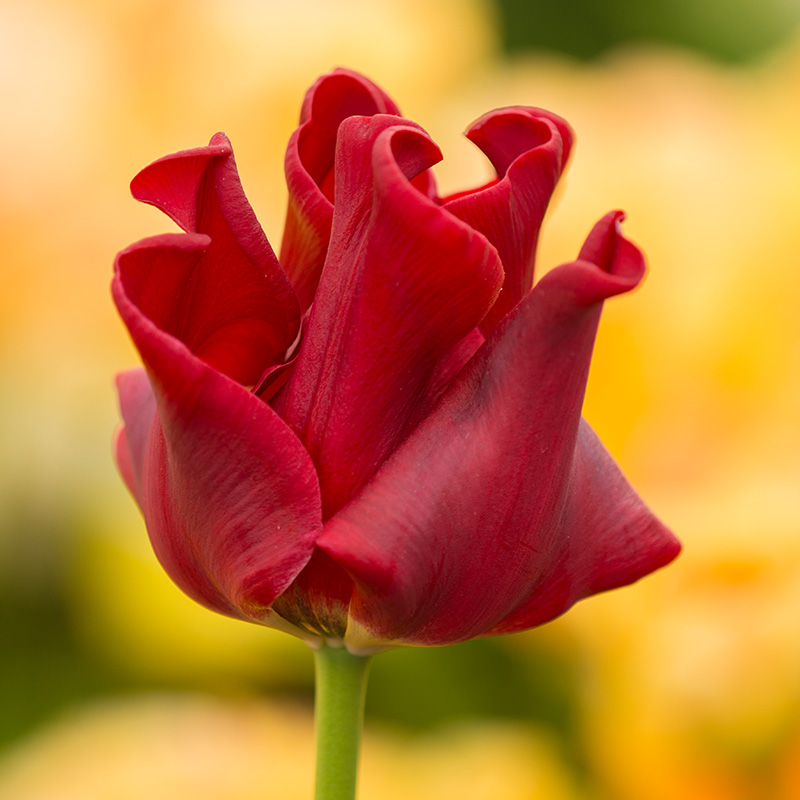 Tulipa Red Dress 12/14 , 