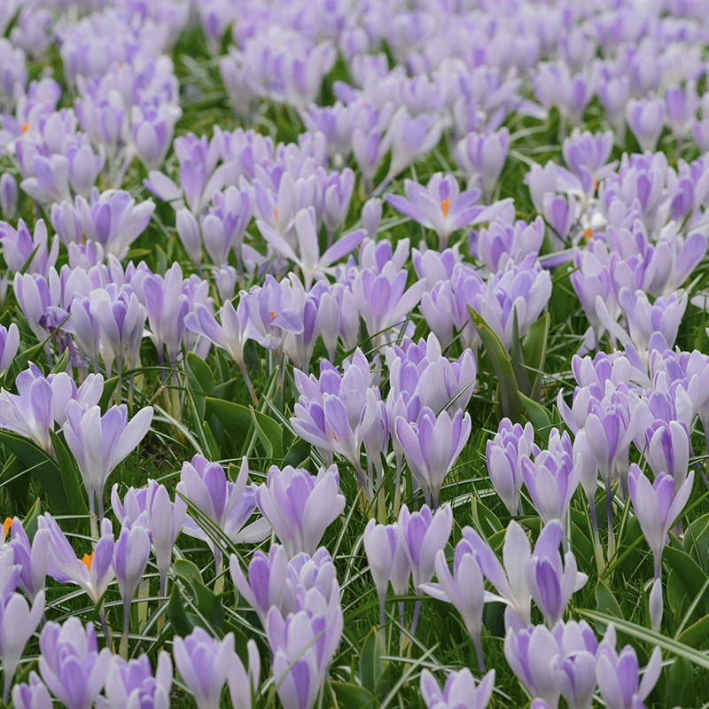 Crocus Vanguard 9/10 , 