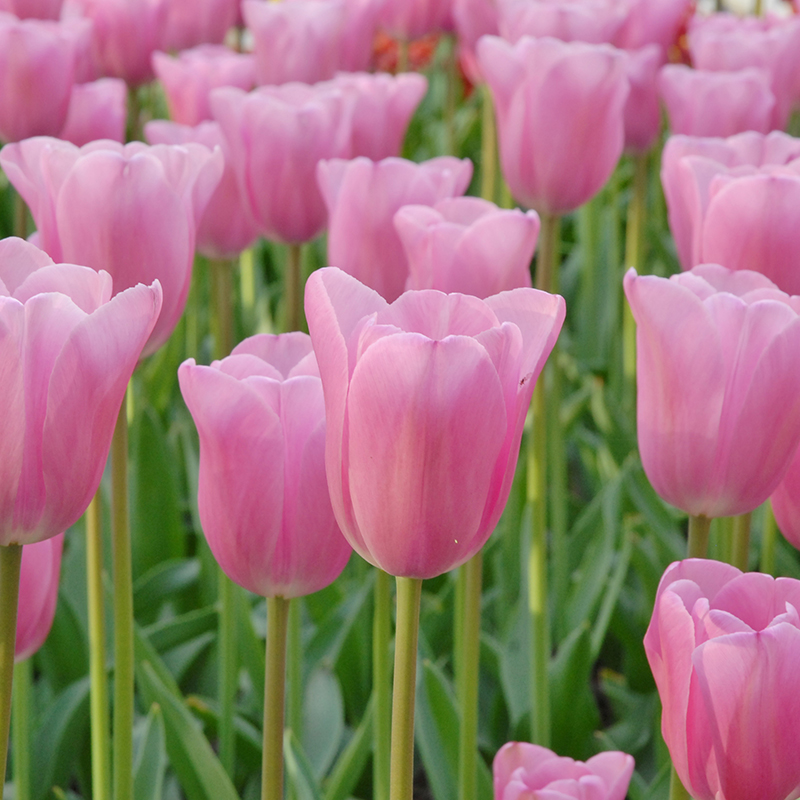 Tulipa Mistress® 12/+ , à 50