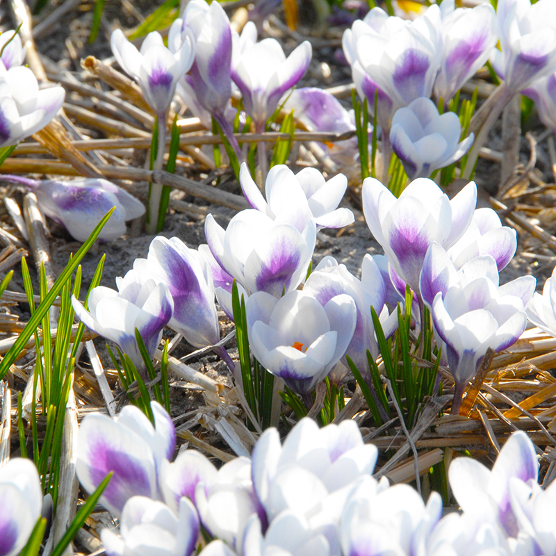 Crocus chrysanthus Prins Claus 5/+ , à 100