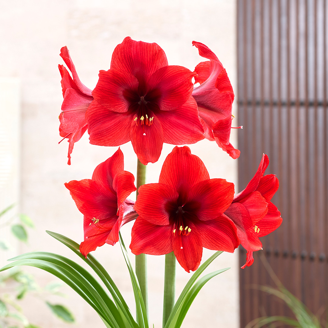 Hippeastrum Vesuvius® 24/26 , à 5