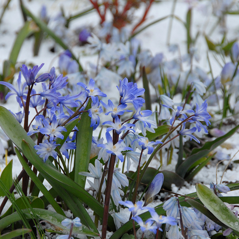 Chionodoxa forbesii Blue Giant 5/+ , 