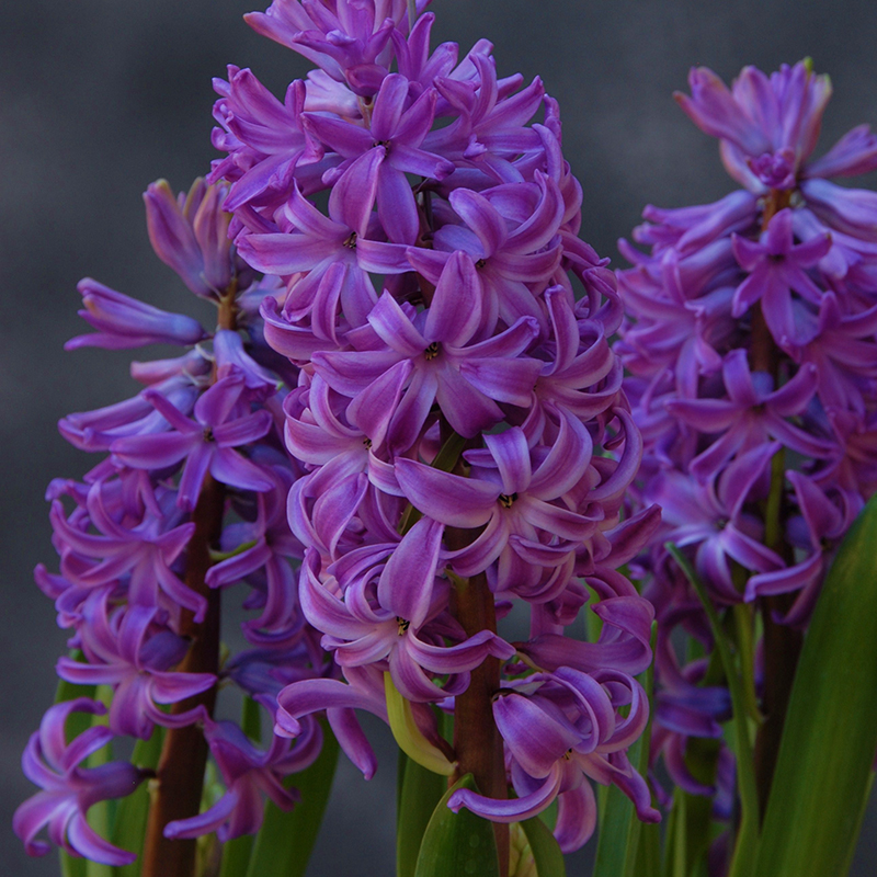 Hyacinthus Purple Sensation® 16/17 , à 50