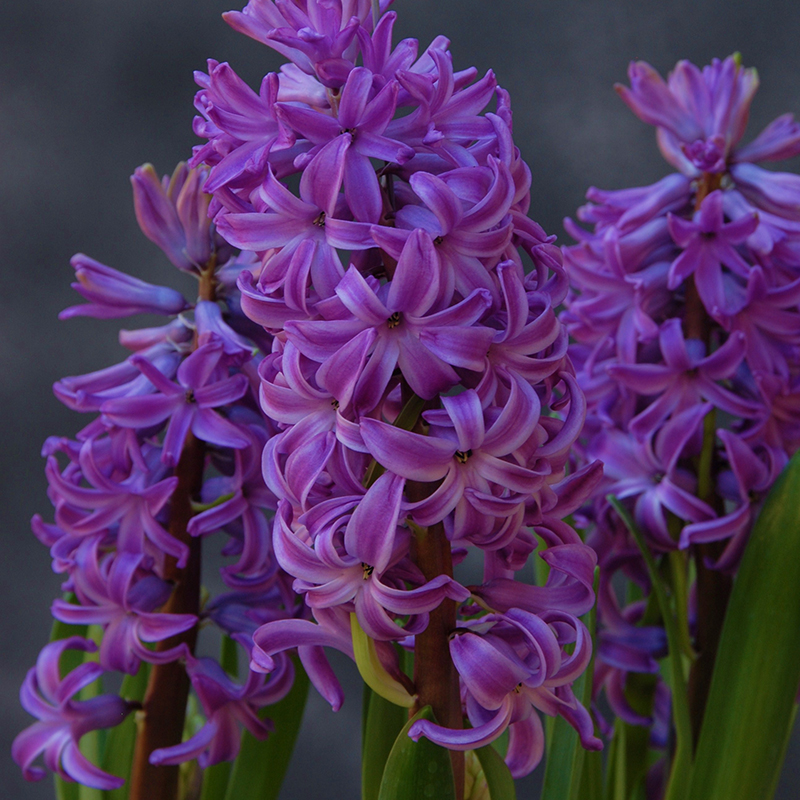 Hyacinthus Purple Sensation