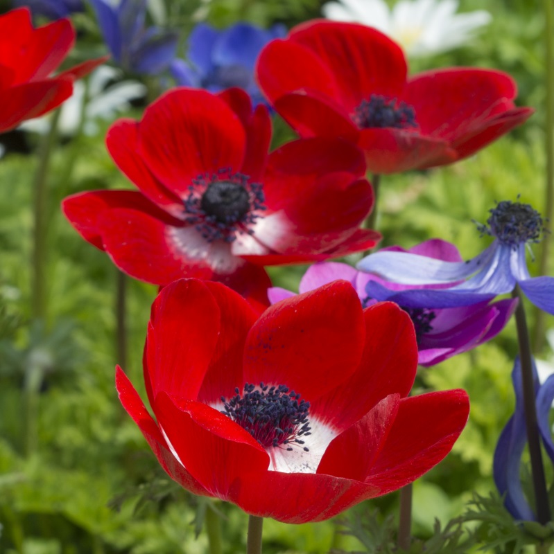 Anemone Hollandia 7/8 , 