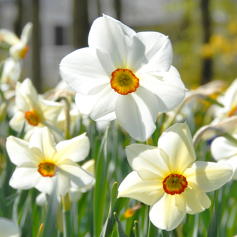 Narcissus Actaea sp14/16 , à 50 Narcissus Actaea sp14/16 , à 50