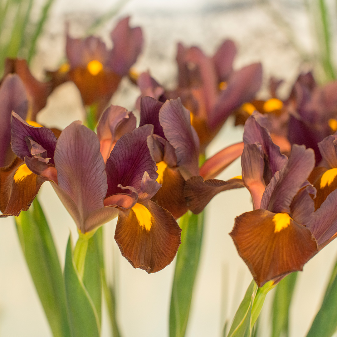 Iris hollandica Red Ember® 7/8 , à 100