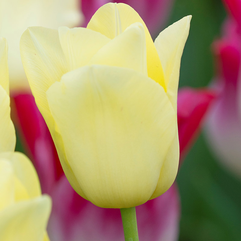 Tulipa Friendship 1998® 12/+ , à 50