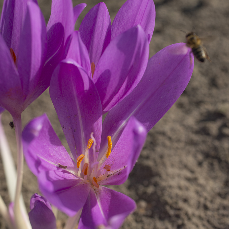 Colchicum Lilac Wonder  20/+ , 