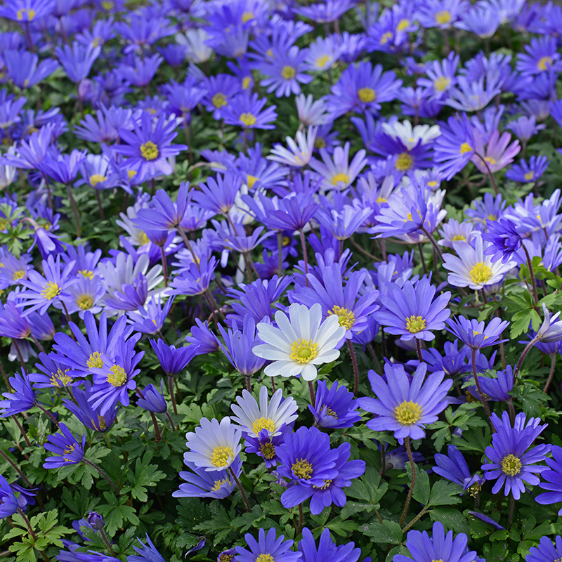 Anemone blanda (Blue Shades) 5/6 , 