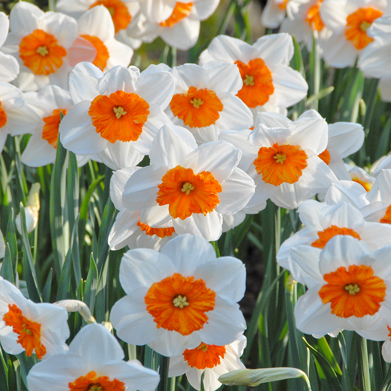 Narcissus Professor Einstein sp12/14 , à 50 Narcissus Professor Einstein sp12/14 , à 50