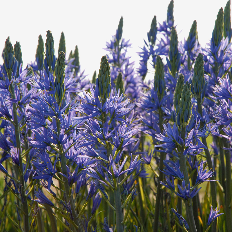 Camassia leichtlinii Caerulea 14/16 , à 25