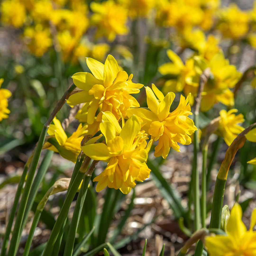 Narcissus Tête Bouclé® z12/14 , à 50
