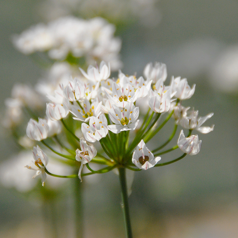 Allium neapolitanum 4/+ , à 100