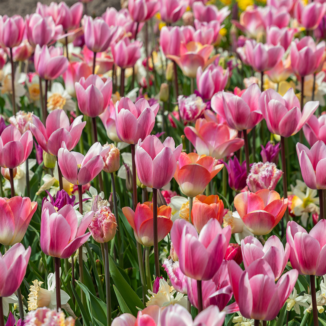 Mixture Sakura , à 500