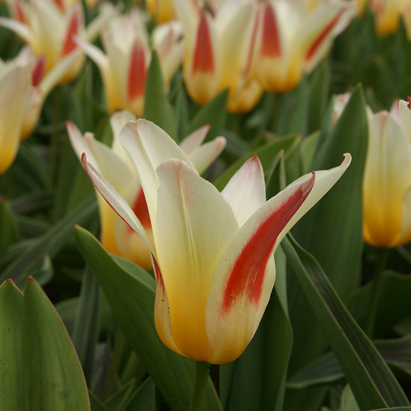 Tulipa Johann Strauss 12/14 , à 50