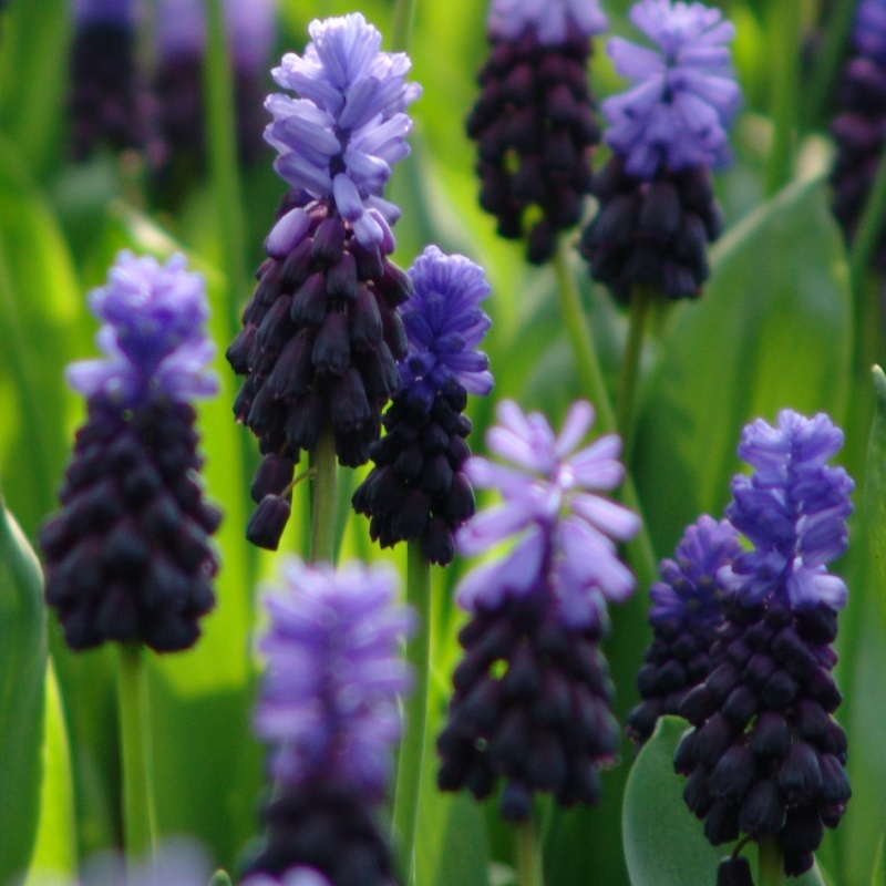 Muscari latifolium 6/+ , 