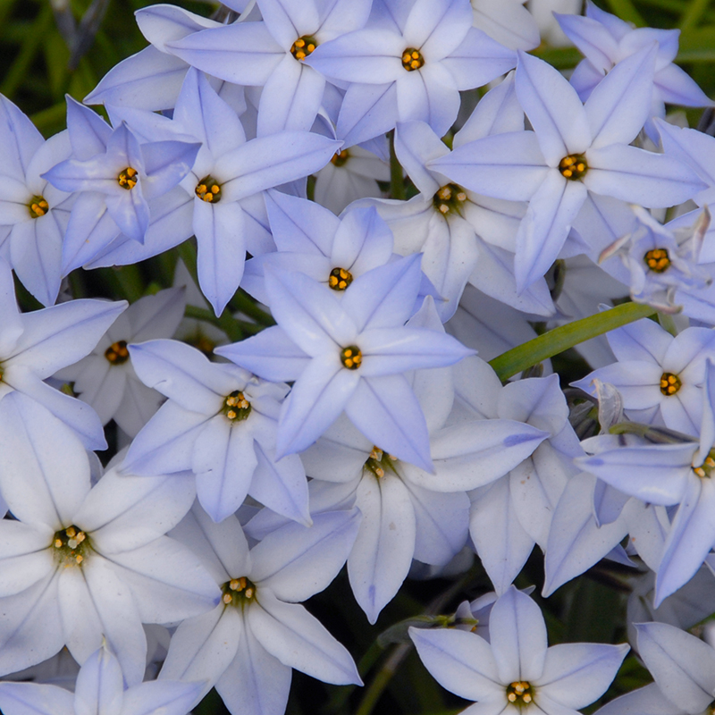 Ipheion Wisley Blue 4/+ , 