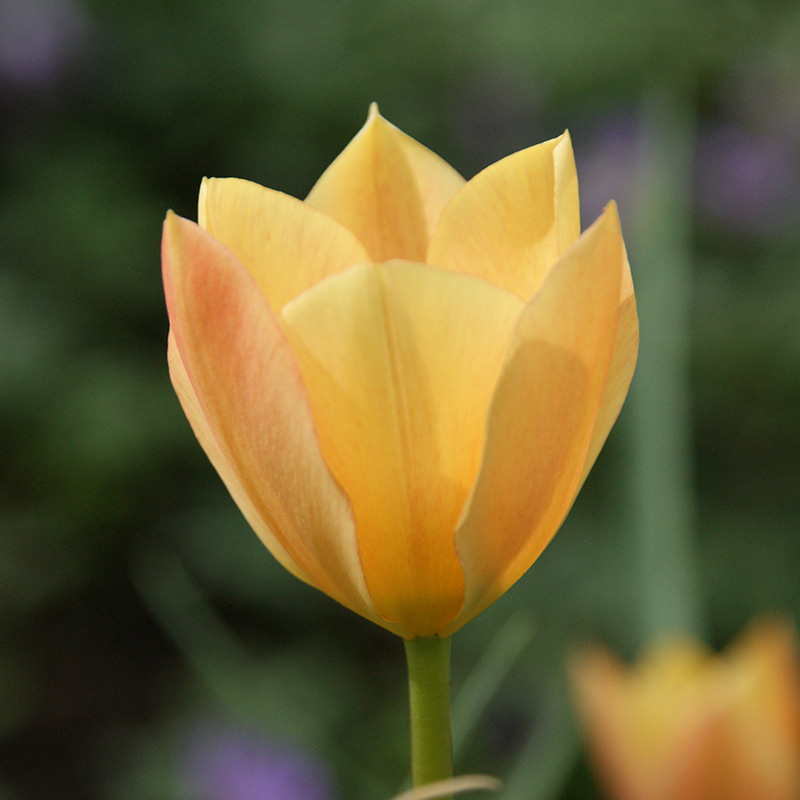 Tulipa batalinii Bronze Charm 6/+ , à 50