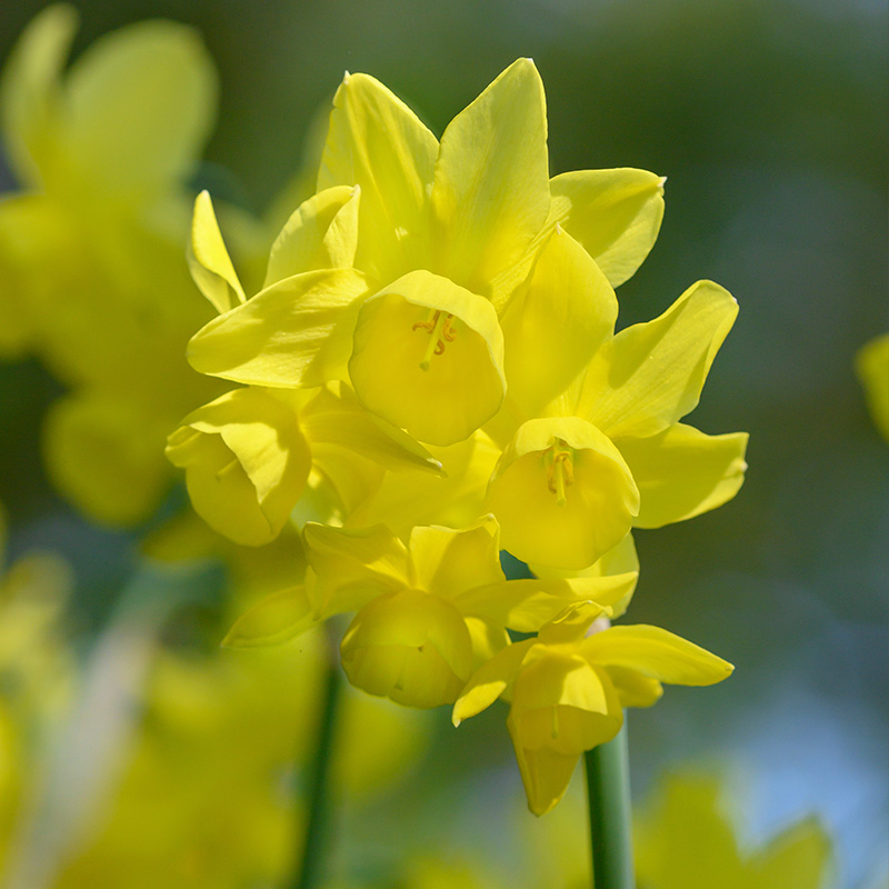 Narcissus Sunlight Sensation