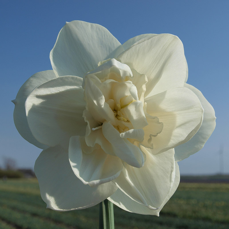 Narcissus Androcles sp14/16 , à 50 Narcissus Androcles sp14/16 , à 50
