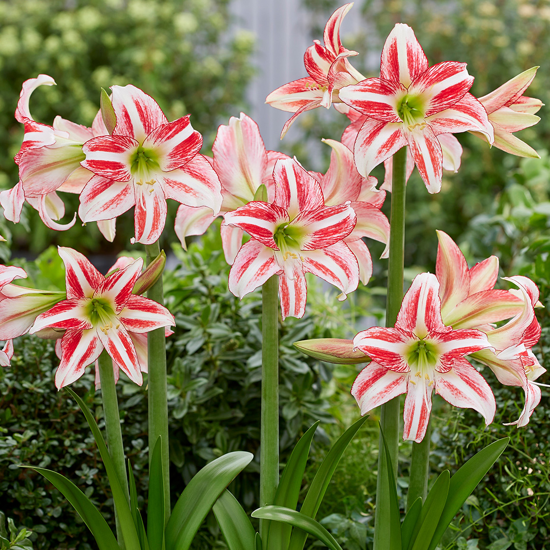Hippeastrum Strawberry Ice® 24/26 , à 5