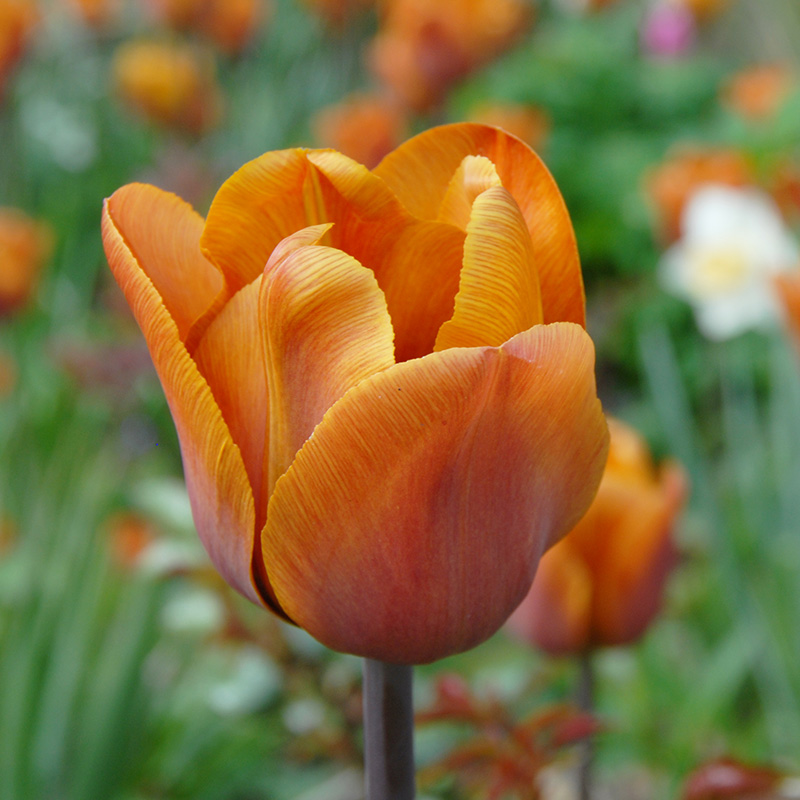 Tulipa Cairo® 12/14 , à 50