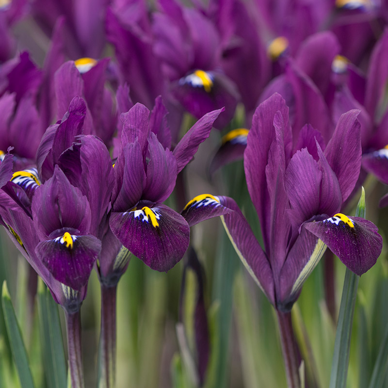 Iris reticulata Purple Hill