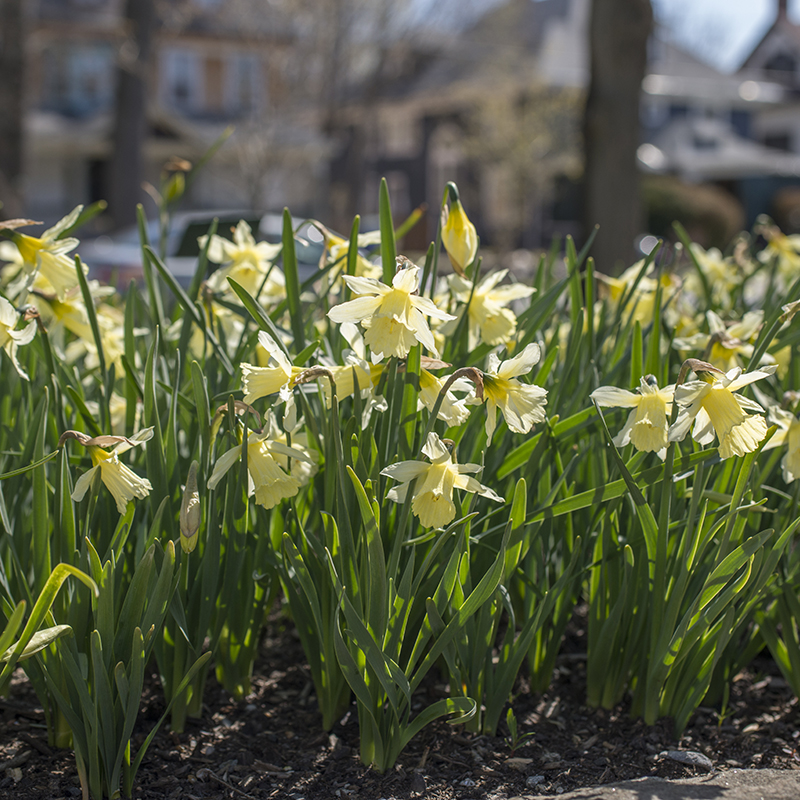 Narcissus W.P. Milner z10/12 , 