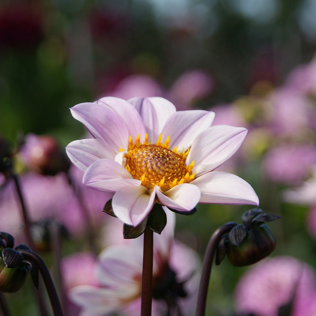 Dahlia HS Princess I , à 5 