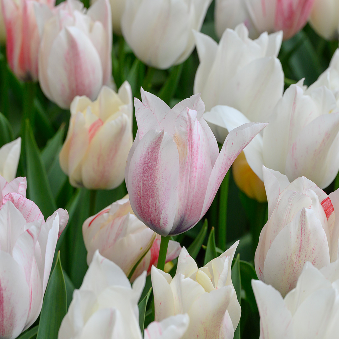 Tulipa Karate 12/+ , à 50
