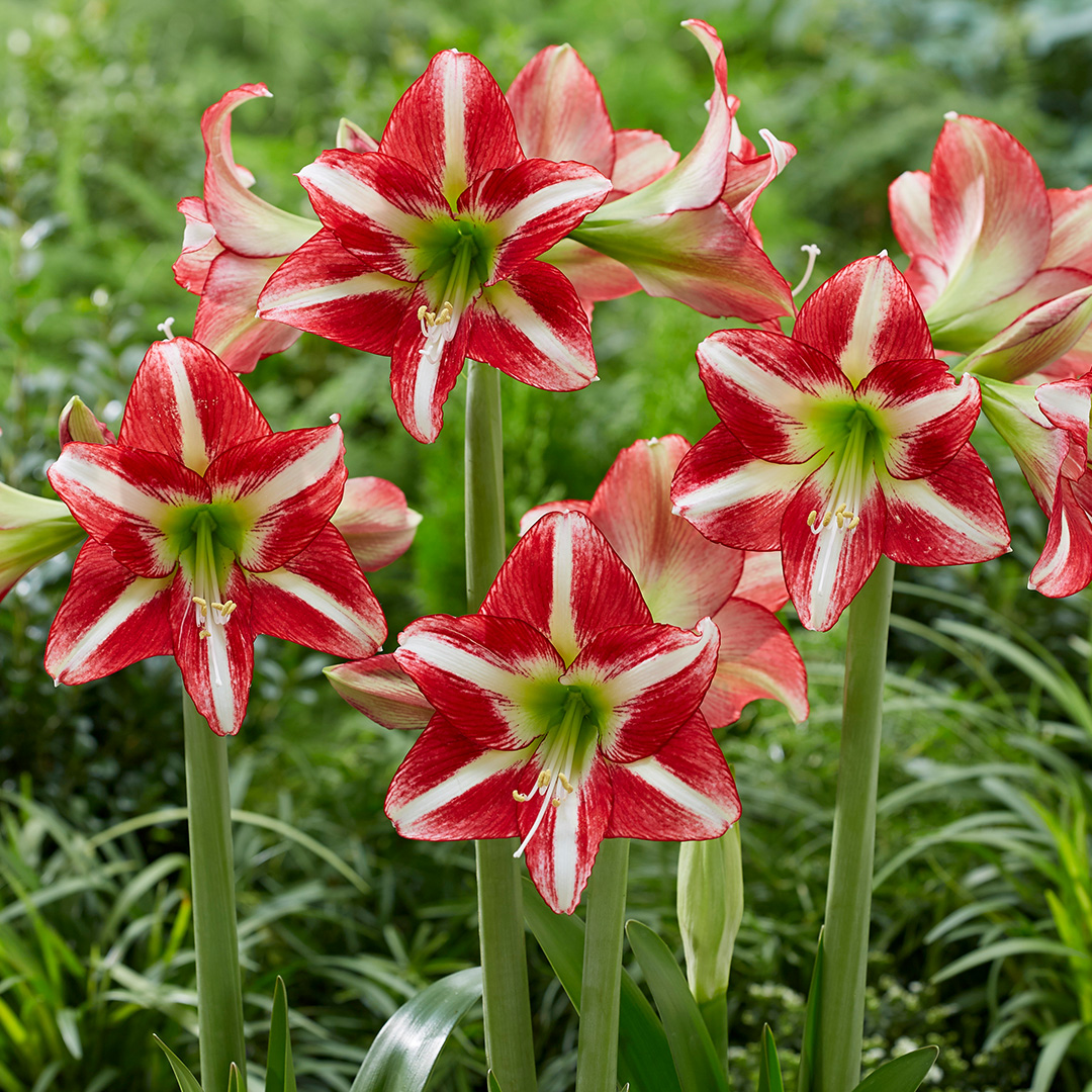 Hippeastrum Ocean Drive® 24/26 , à 5