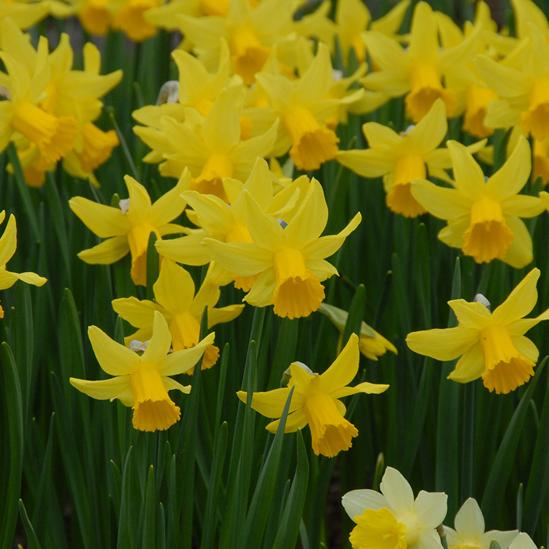 Narcissus February Gold z12/14 , à 50 Narcissus February Gold z12/14 , à 50