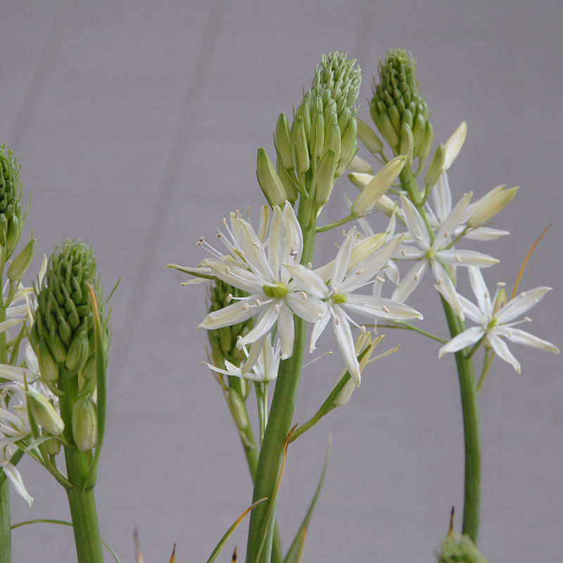 Camassia leichtinii Sacajawea® 14/16 , à 25