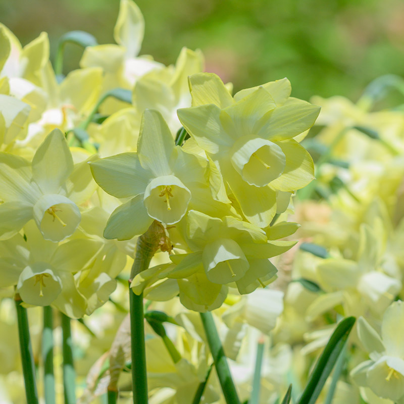 Narcissus Moonlight Sensation® z12/14 , à 50