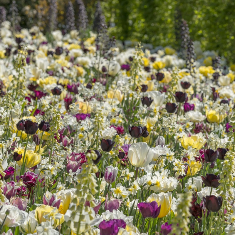 Mixture Joy of Spring , à 500