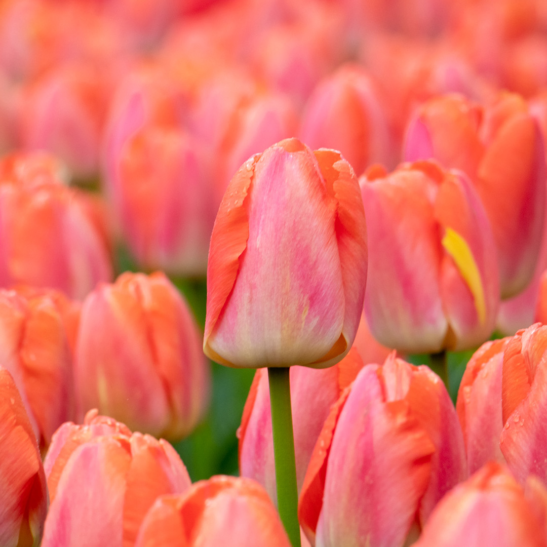 Tulipa Orange Pride (Zantucot)® 12/+ , à 50