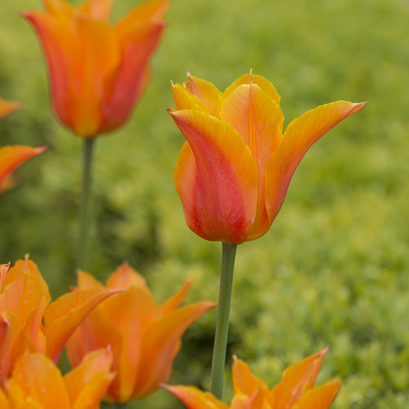Tulipa Ballerina 12/+ , à 50