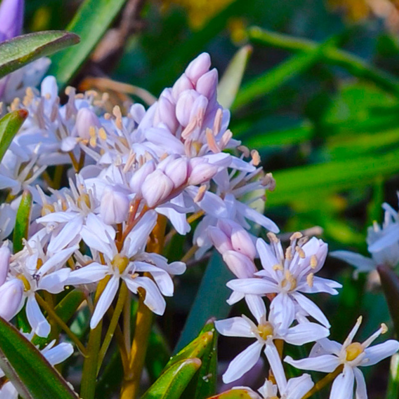 Scilla bifolia Rosea 5/+ , à 100