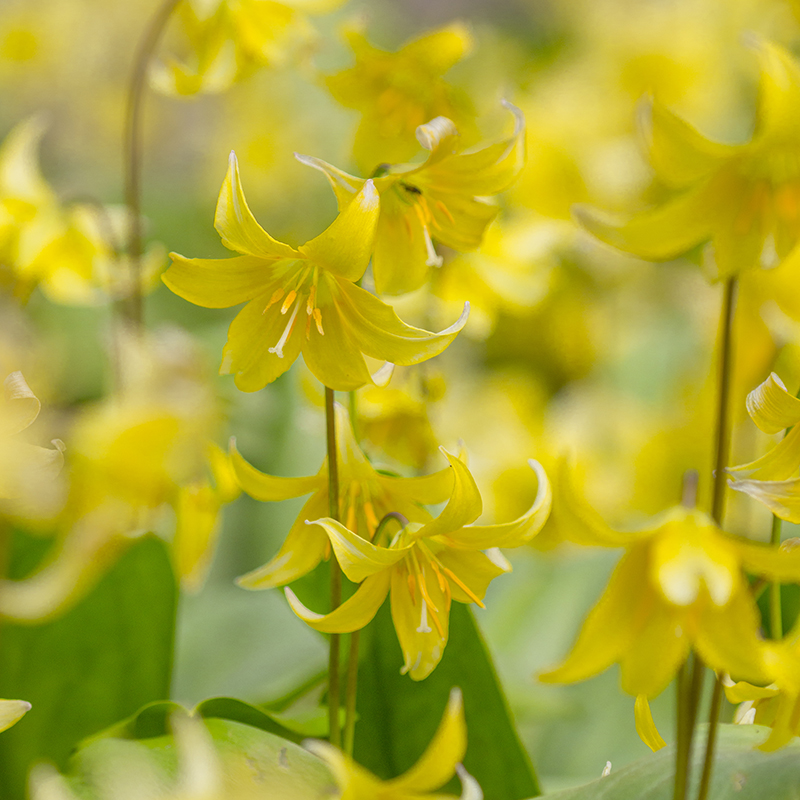 Erythronium Pagoda I , 