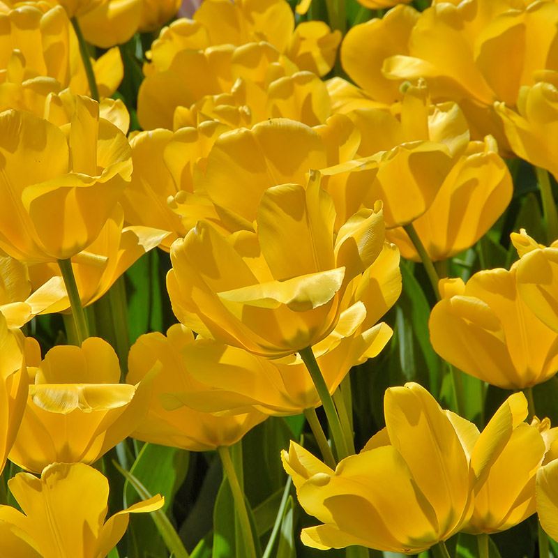Tulipa Golden Apeldoorn 12/+ , à 50