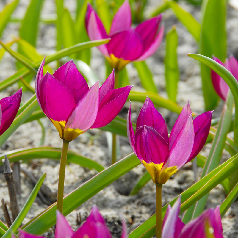 Tulipa humilus Persian Pearl 6/7 , 