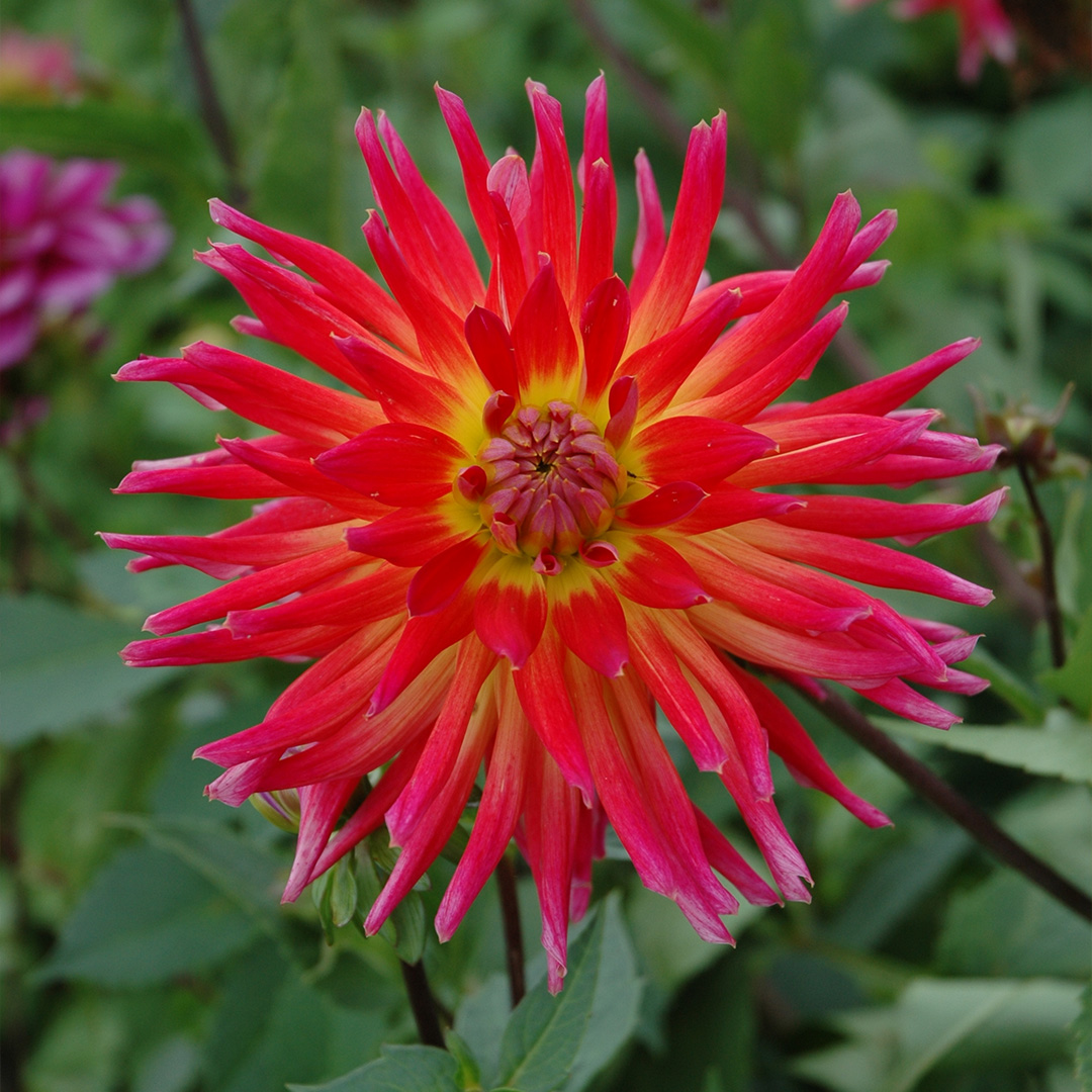 Dahlia Bora Bora I , à 5 