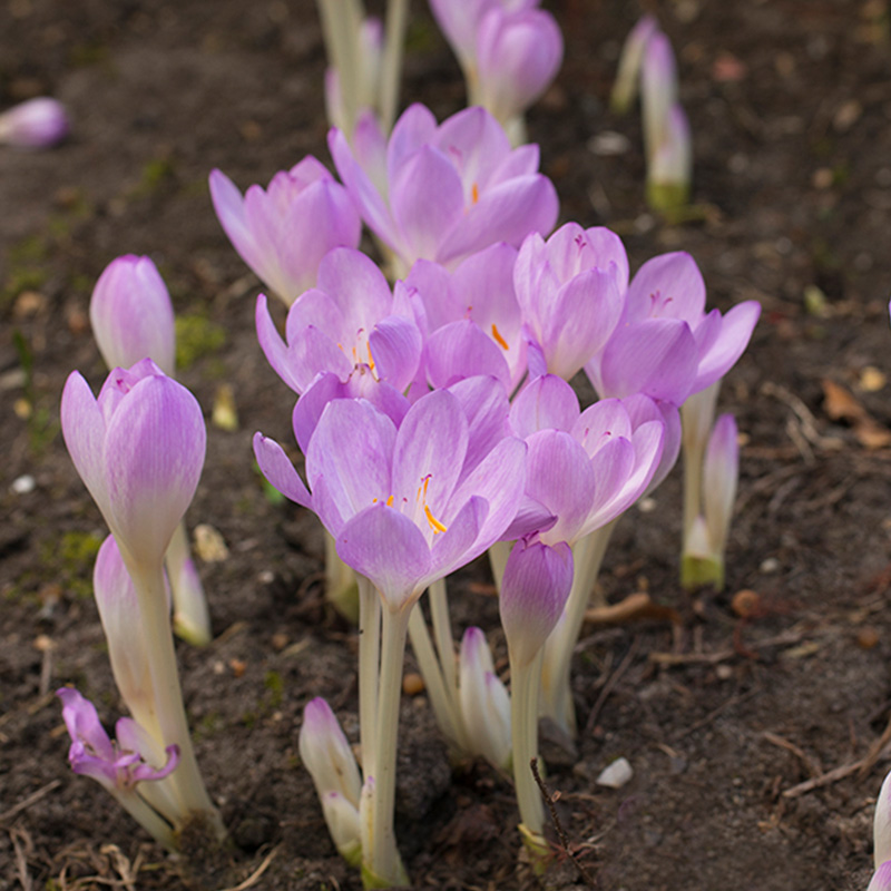 Colchicum autumnale 13/+ , 