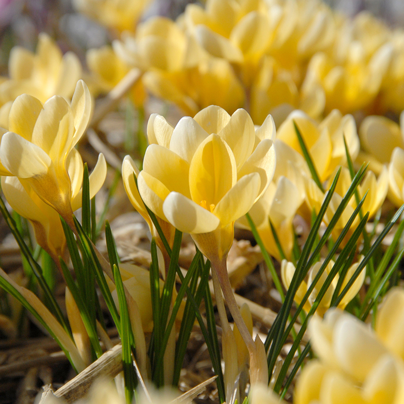 Crocus chrysanthus Romance 5/6 , à 100