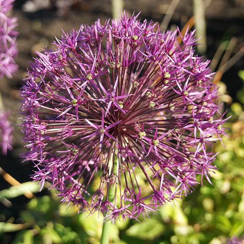 Allium Purple Rain 12/14 , 