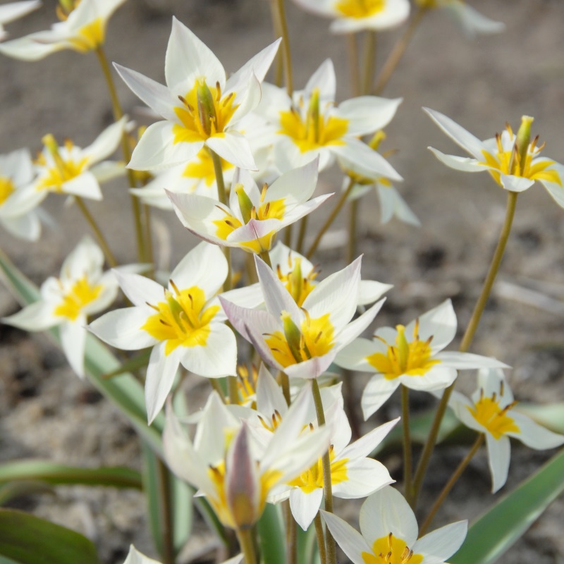 Tulipa turkestanica 7/8 , à 50