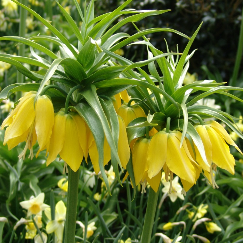 Fritillaria imperialis Lutea 24/+ , à 10