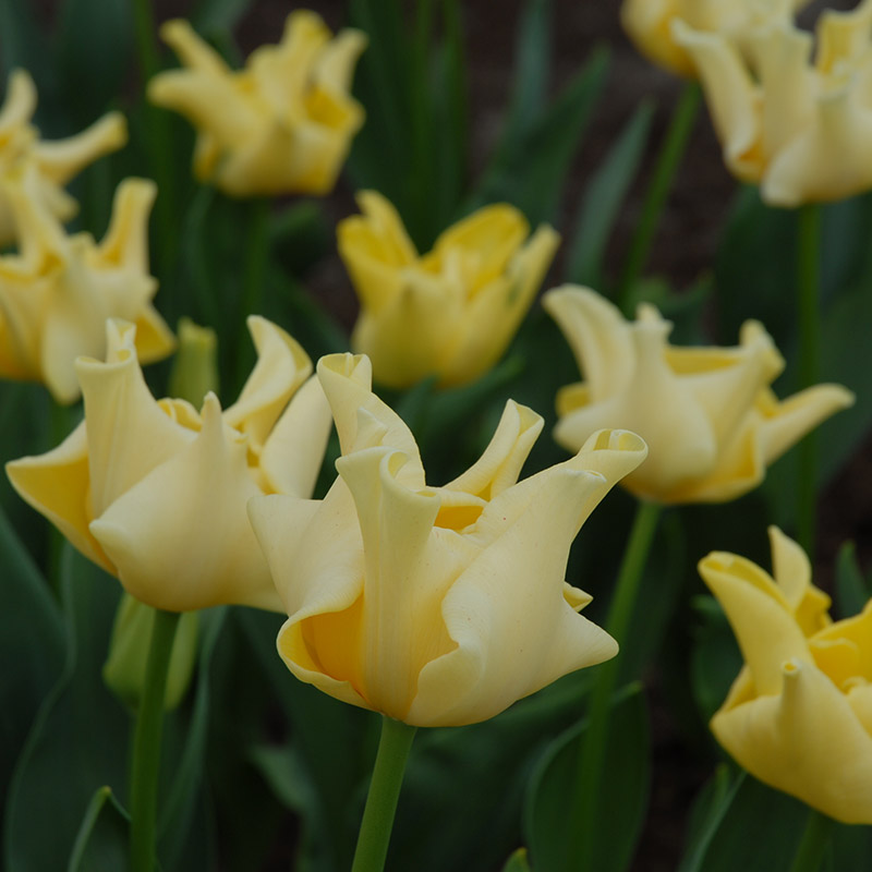 Tulipa Yellow Crown 12/14 , 